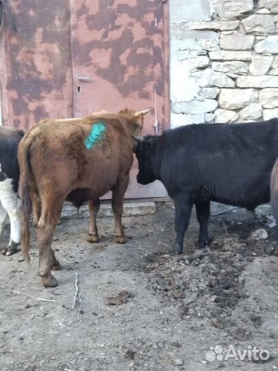 Бычки и быки