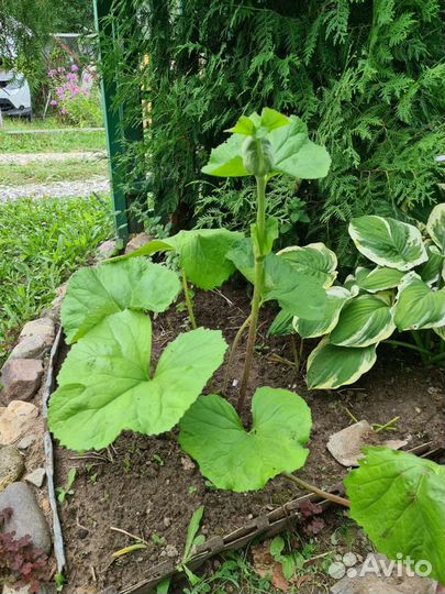 Бузульник Отелло