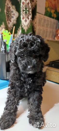 Кврликовый пудель