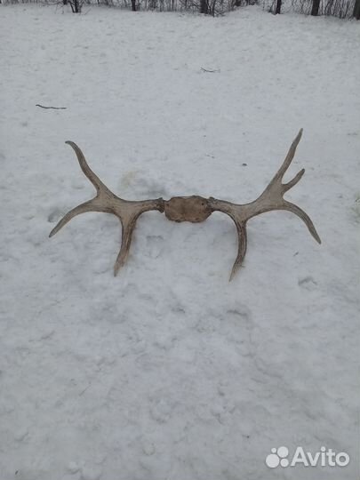 Рога лося