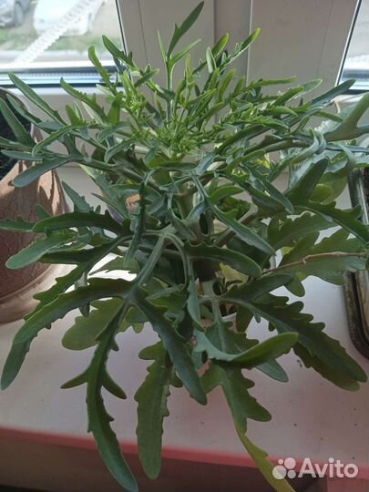 Каланхоэ рассеченное