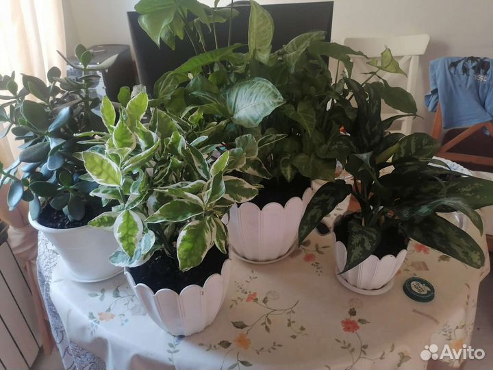 Комнатные растения