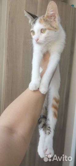 Кошка 4 месяца