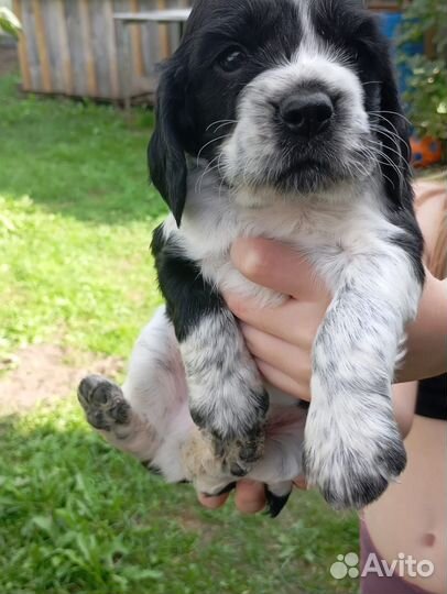 Продам щенков русской спаниель