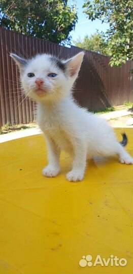 Котята ищут дом