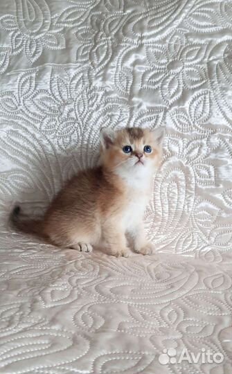 Шотландские котята