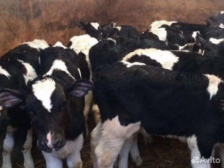 Бычки телята