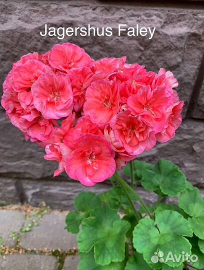 Пеларгония герань