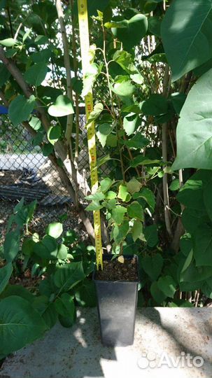 Саженцы хвойных и лиственных растений