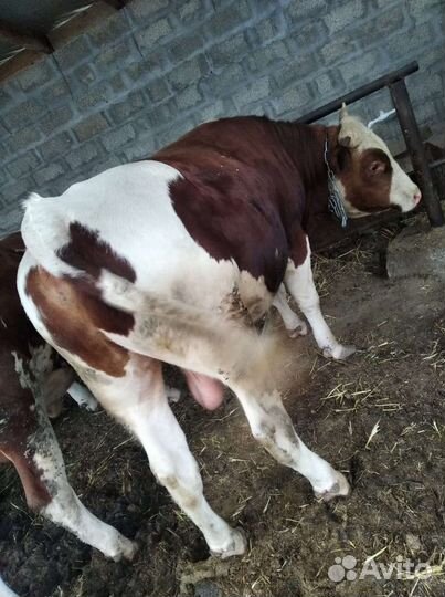 Быки сементалы на откорме