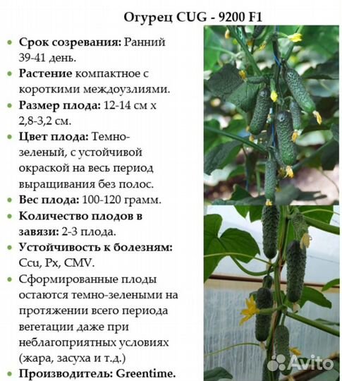 Семена огурца Хорс F1 (CUG-9200 F1)