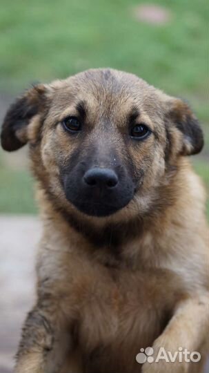 Щенок/ собака в добрые руки бесплатно