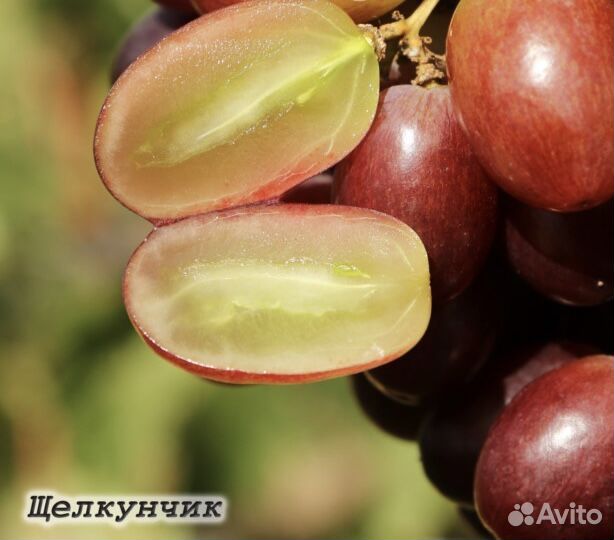 Саженцы Винограда Кишмиш Щелкунчик