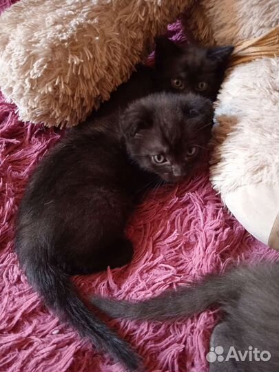 Котята от Британской вислоухой