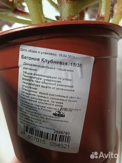 Бегония клубневая