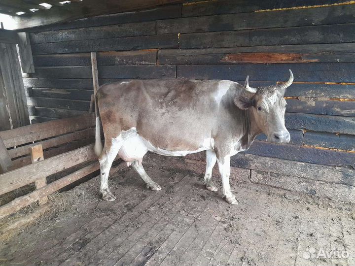 Корова дойная