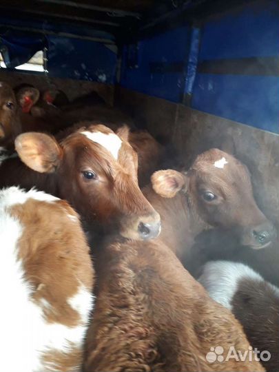 Только бычки