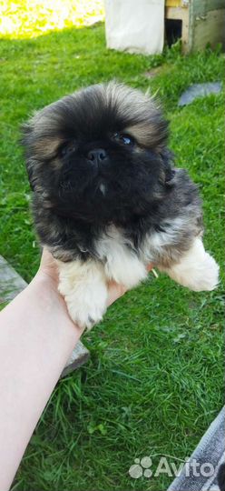 Щенки пекинеса