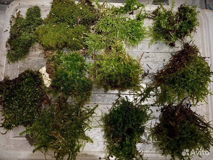 Живой мох, микс из разных видов