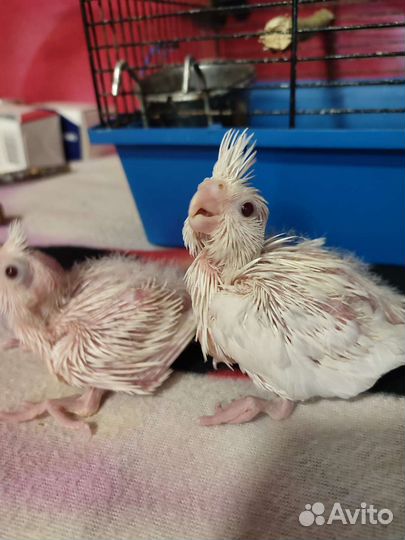 Попугай Корелла ручной домашнего разведения