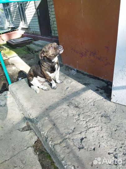 Найдена собака