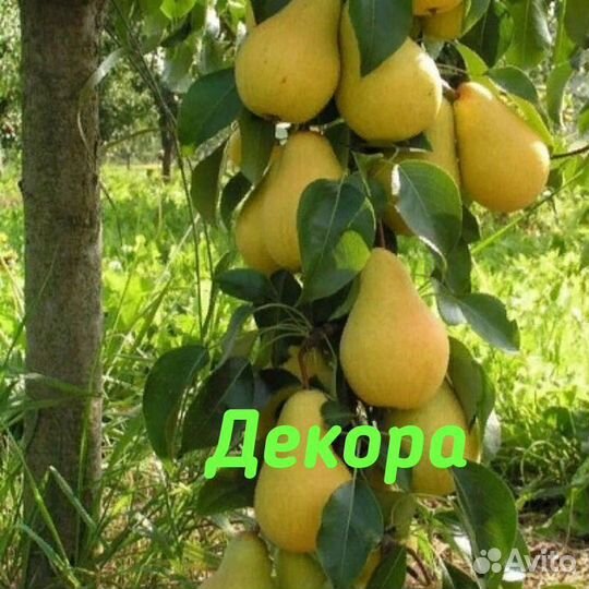 Груша колоновидная