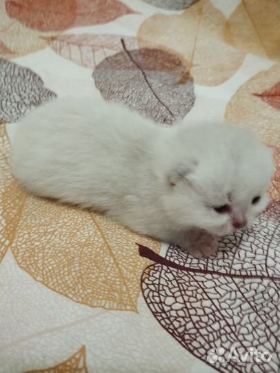 Девочка красавица