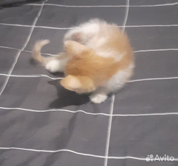 Отдам бесплатно котят