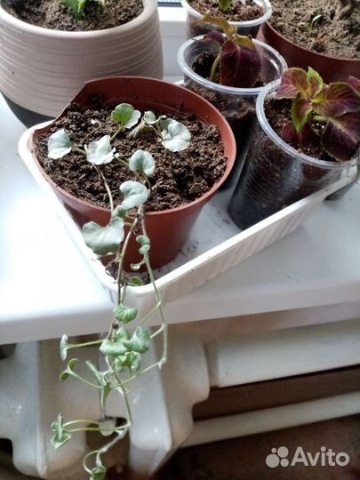 Цветок декабрист