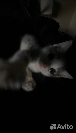 Слушатель друг на час