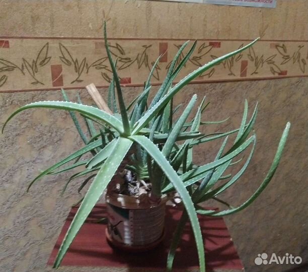 Алоэ-вера, каланхоэ, золотой ус, лечебные