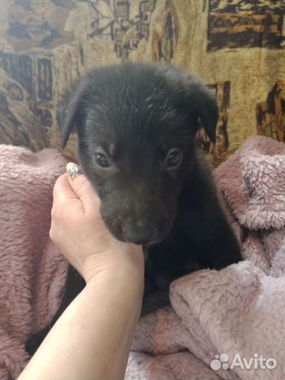 Восточноевропейская овчарка