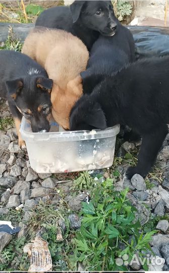 Щенки бесплатно