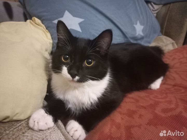 Кот, котенок, бобтейл