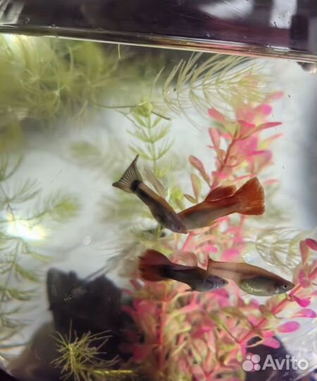 Мальки гуппи