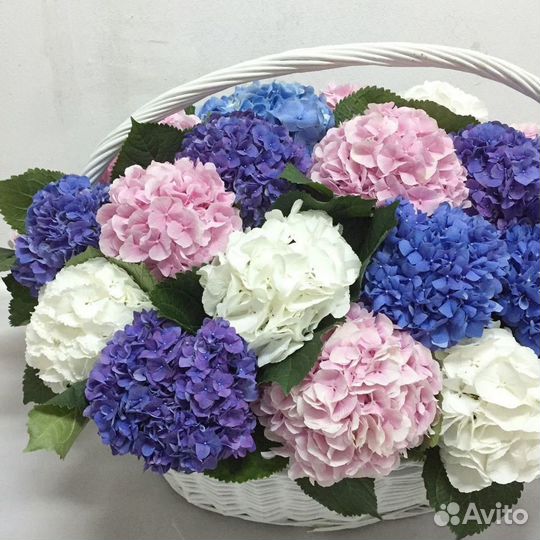 Гортензия, цветы в корзине