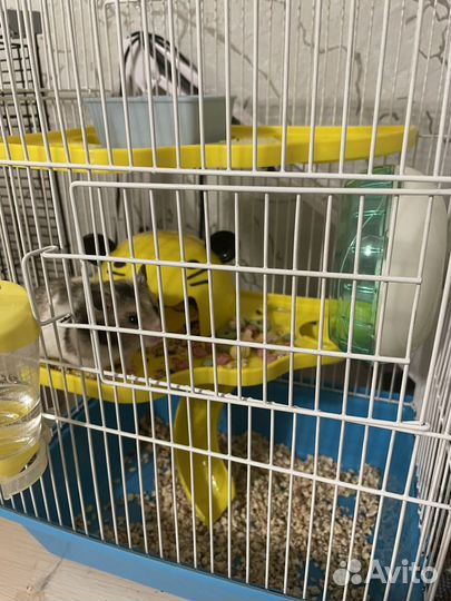 Сирийский хомяк