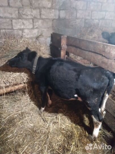 Телята телочки