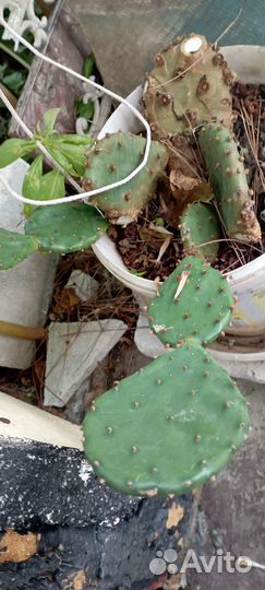 Кактус цветущий