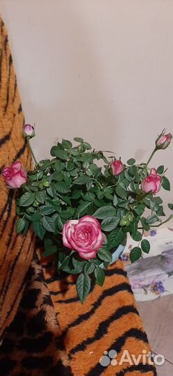 Роза,Антуриум, Фикус и декабрист