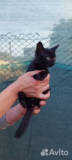 Котенок в добрые руки