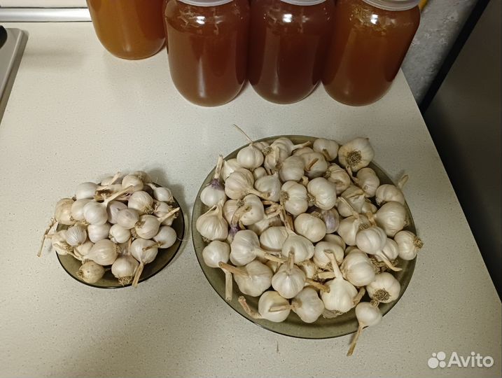 Чеснок на посадку