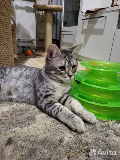 Кошка в дар бесплатно