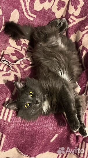 Двмчатое сердце