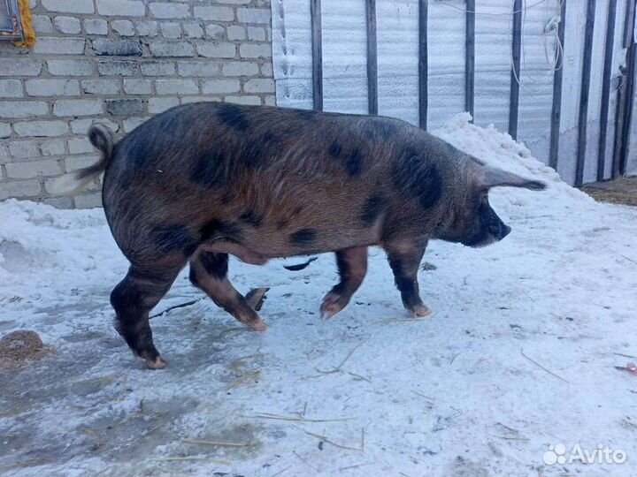 Хряк для осеменения