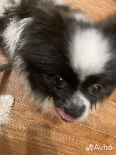 Щенок мини шпиц