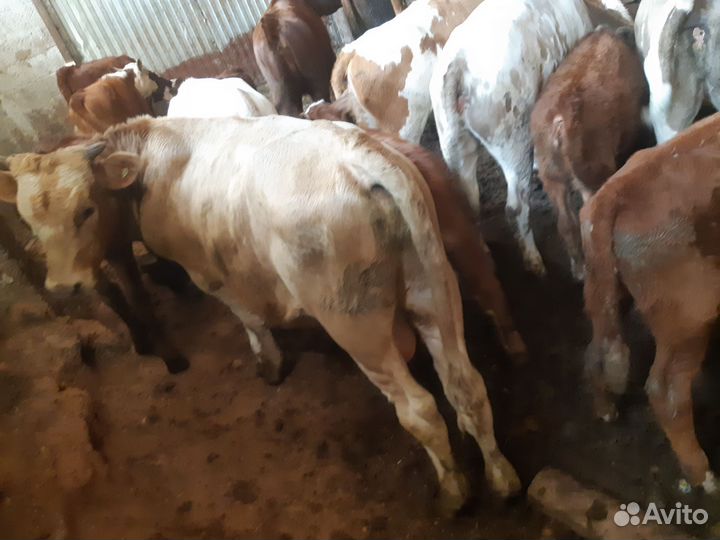 Телята бычки, телки