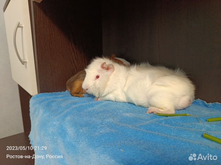 Морская свинка вязка