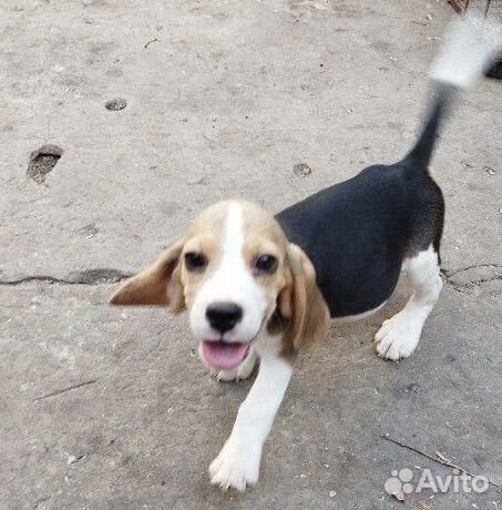 Щенок бигль