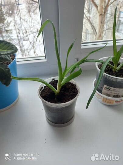 Алоэ столетник